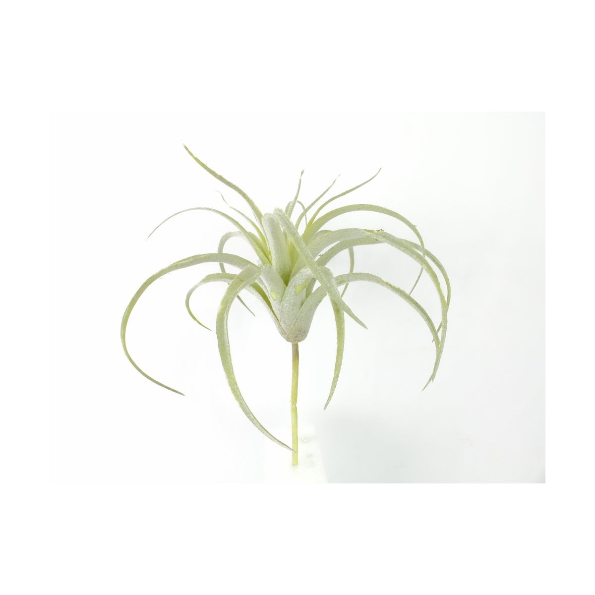 12" Tillandsia Harrisii Airplant