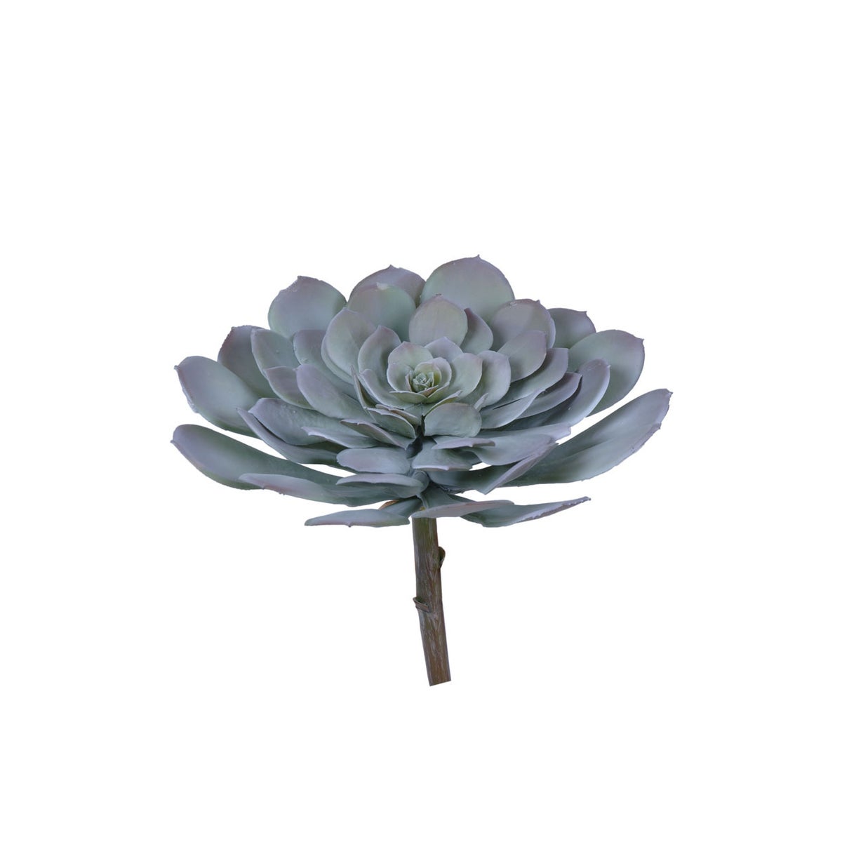 11" Aeonium Arboretum